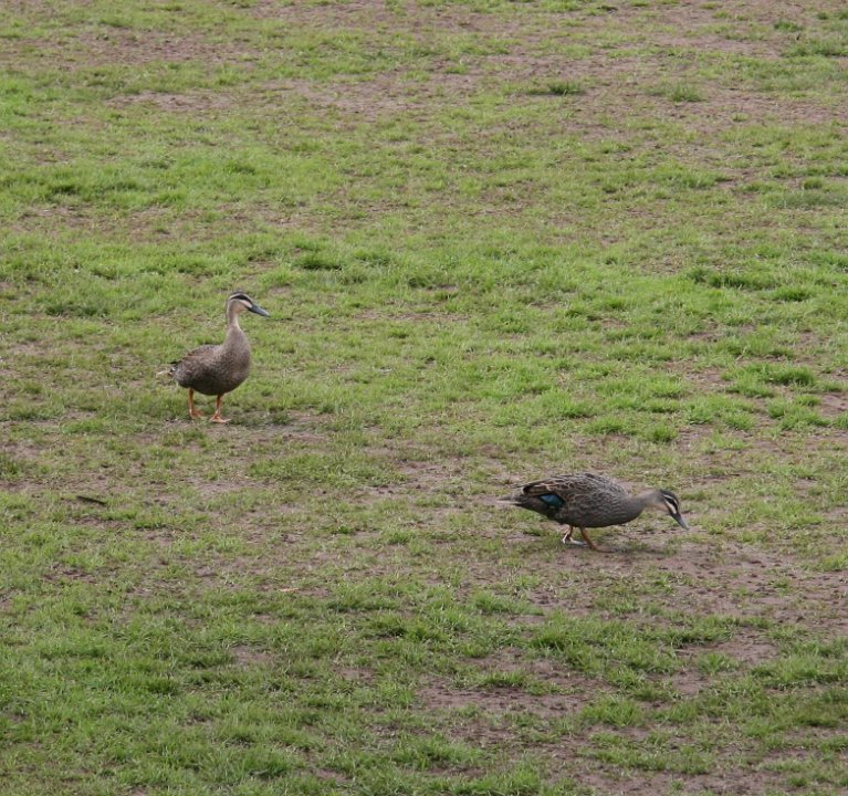 ducksOnPitch